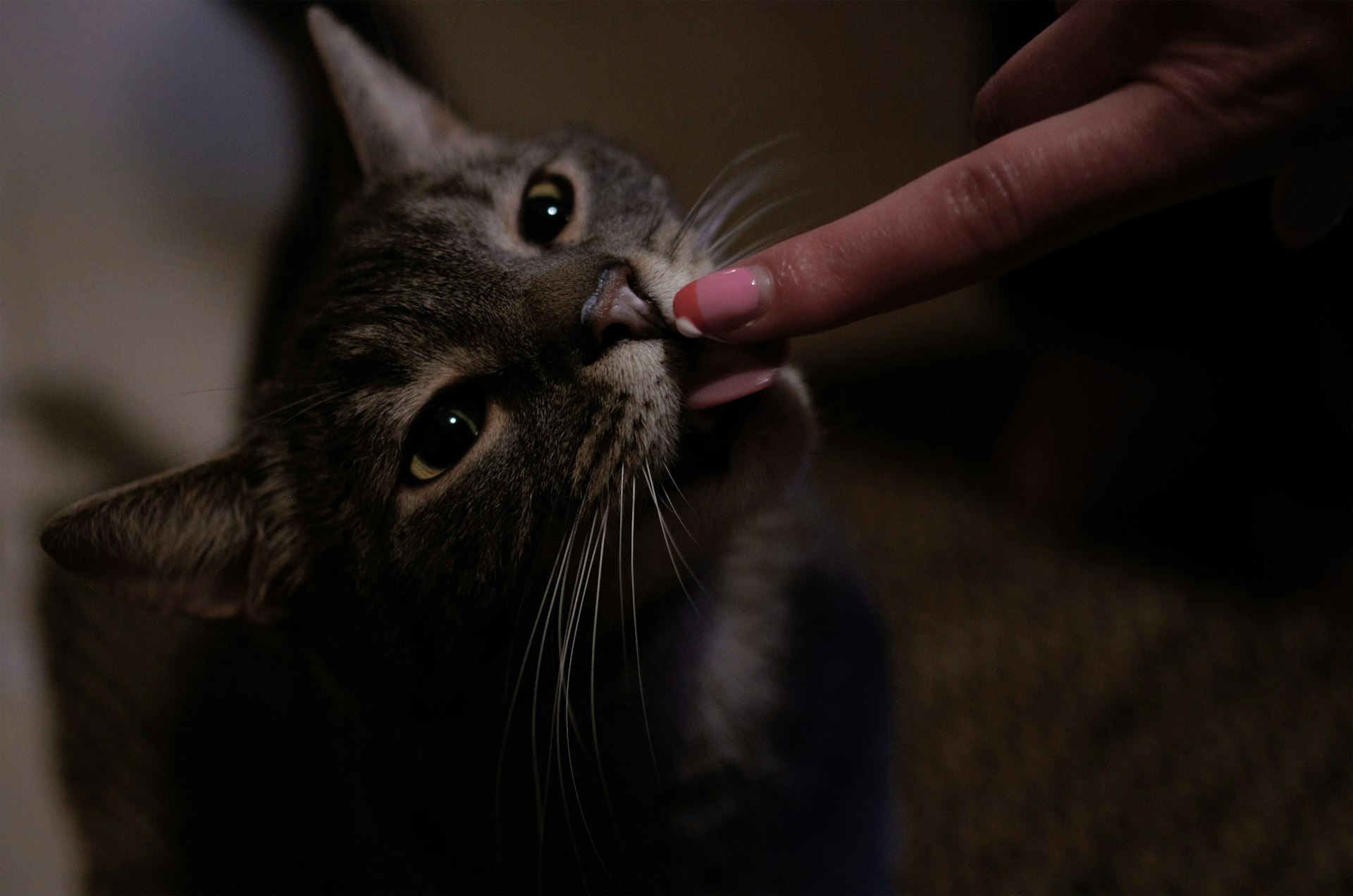person holding silver tabby cat